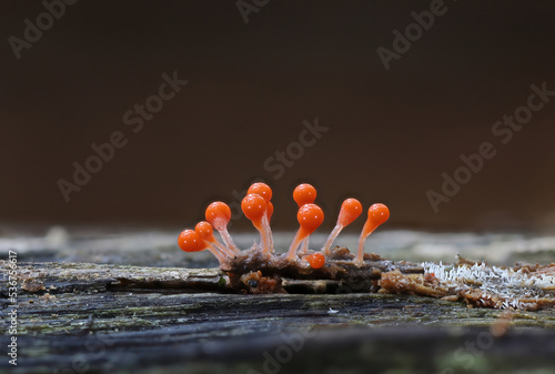 Tiny wild forest mushrooms close up macro photography 