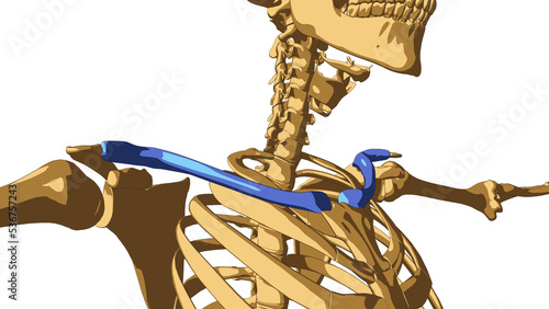 Human skeleton anatomy Clavicle bone for medical concept 3D illustration