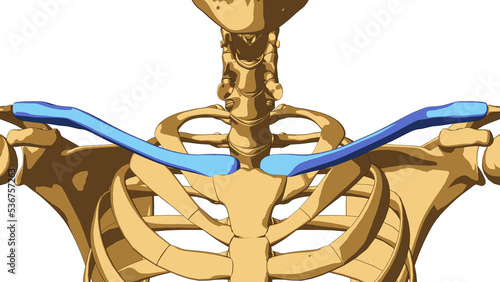 Bild auf Leinwand Human skeleton anatomy Clavicle bone for medical concept 3D illustration