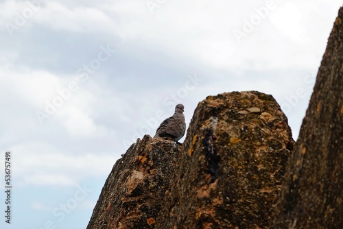 Dove on a stone