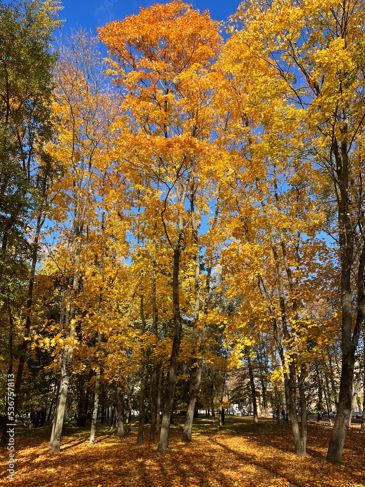 Fototapeta premium autumn in the park. Vertical photo 