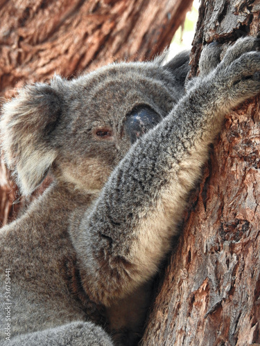 Koala Clinging to Tree