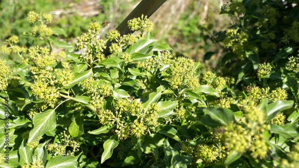 dozens of Western or European honey bees (Apis mellifera) feeding on common ivy (Hedera helix) dozens of Western or European honey bees (Apis mellifera) feeding on common ivy (Hedera helix)