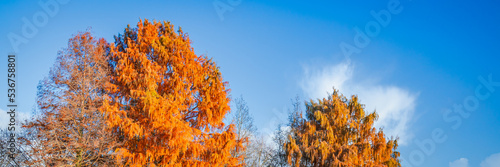 Treetops of bald cypress trees on an Autumn day photo