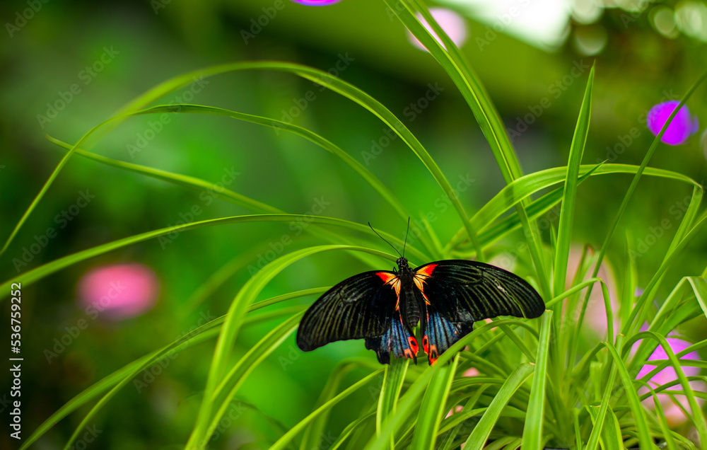 butterfly on grass