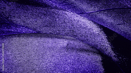 Abstract macro background from feathers. Violet image.