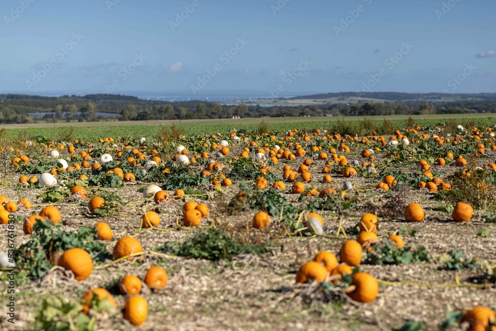 Fototapeta premium Pumpkin Patch 