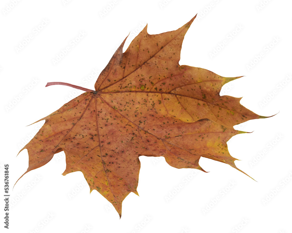 Fototapeta premium leaf whit the color of fall