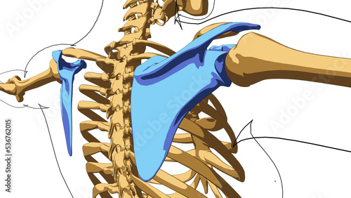 Human skeleton anatomy scapula bones for medical concept 3D illustration photo