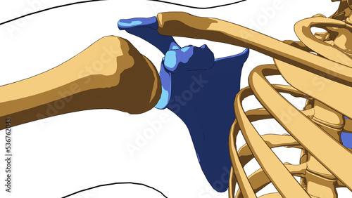 Bilde på lerret Human skeleton anatomy scapula bones for medical concept 3D illustration