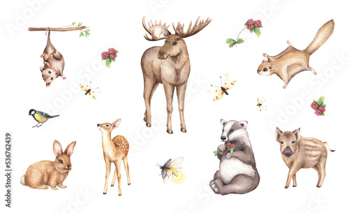 Photography Watercolor moose, fawn, rabbit, opossum, wild boar, badger, flying squirrel, cute forest animals illustration