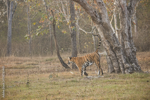 Female bold tiger making or marking her territory at Kabini  Nagarhole National Park  Karnataka  India  