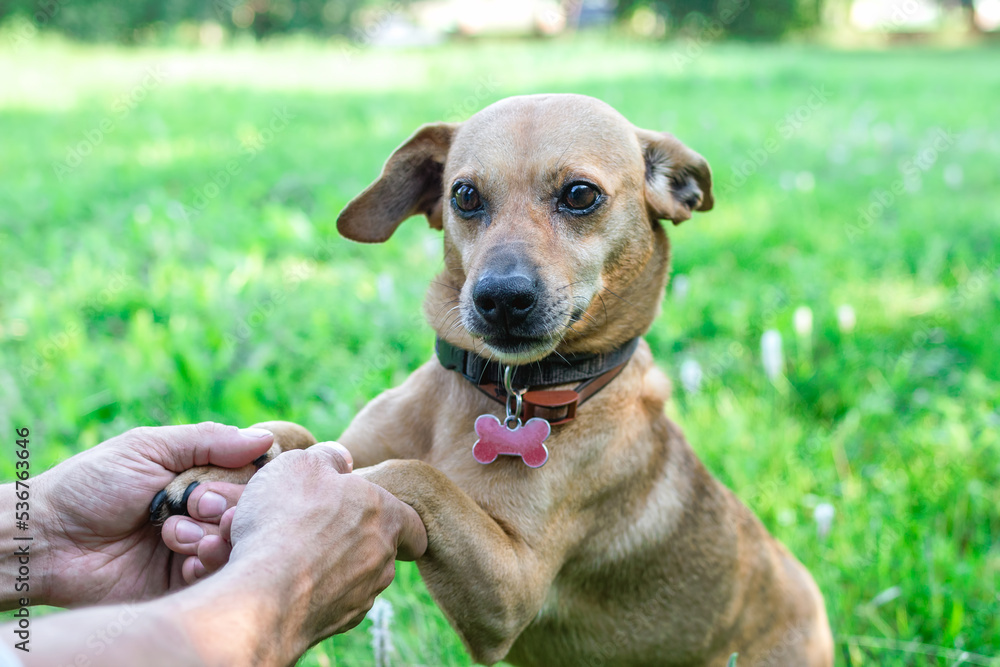 Paws of dog in hands of owner. Concept of friendship and relationship between man and dog. Paws of dog in hands of owner. Concept of friendship and relationship between man and dog.