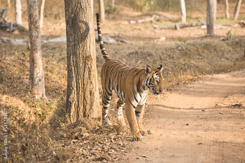 Female bold tiger making her territory at Kabini, Nagarhole National Park, Karnataka, India
