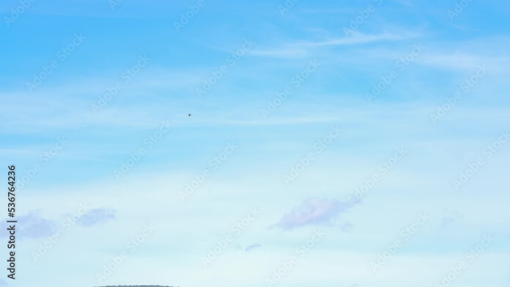 a pair of sparrow hawks (Accipiter nisus) flying in a blue summer sky searching for prey, Spanish Pyrenees a pair of sparrow hawks (Accipiter nisus) flying in a blue summer sky searching for prey, Spanish Pyrenees