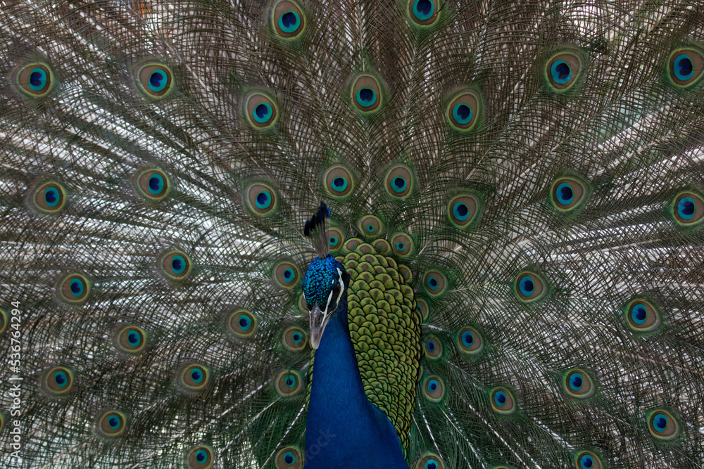 Fototapeta premium Beautiful and Elegant Male Indian Pheasant