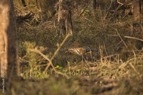 Beautiful Tiger sleeping below the tree with sun shades falling over her body © VISWA