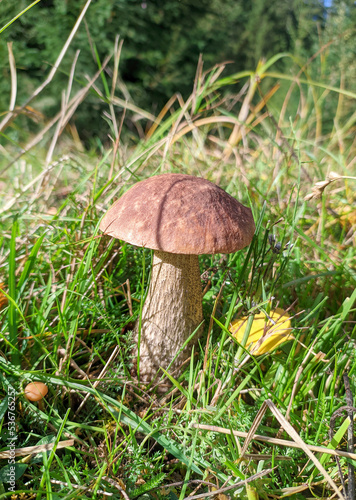 Boletus edulis in grass at the forest. Mushroom in forest.