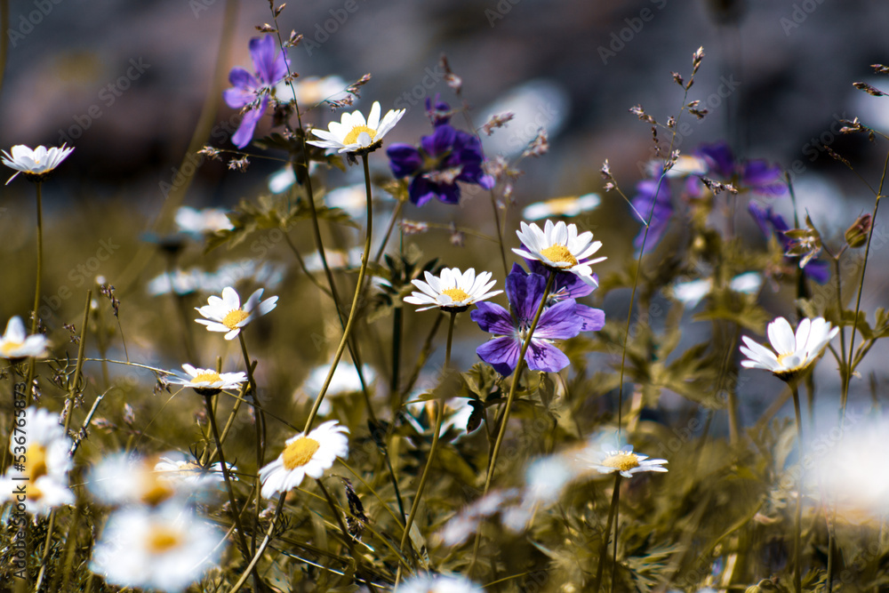Wildflowers on a sunny day
