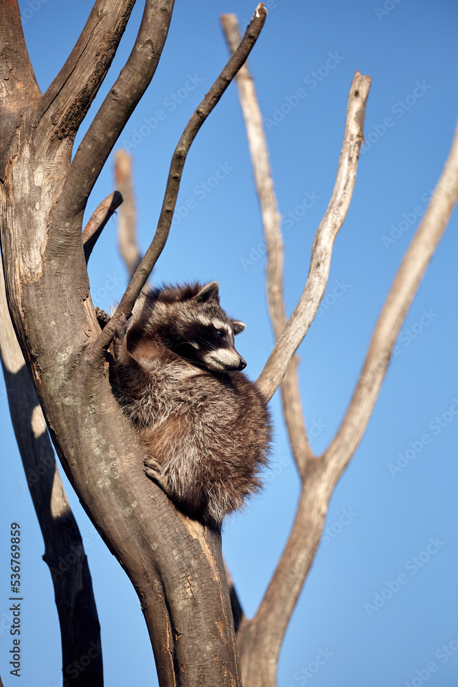 Fototapeta premium Raccoon In Tree With Blue Sky