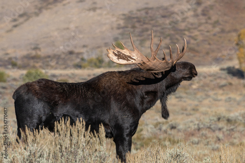 Bull Moose in the rut in Wyoming in Autumn