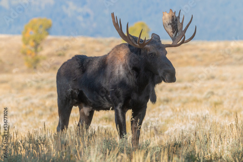 Bull Moose in the rut in Wyoming in Autumn