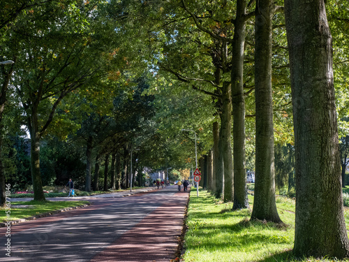 alley in the park