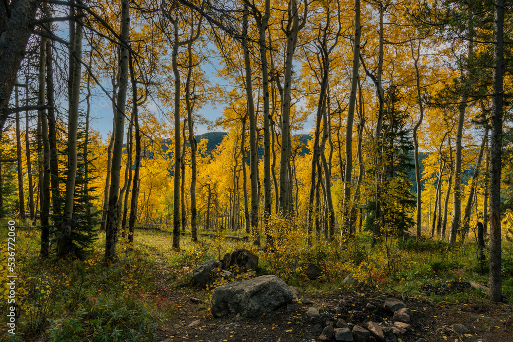 Obraz premium Aspens backlight with autumn colors.