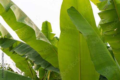 Green banana leaves, huge leaves with ragged edges of light green color