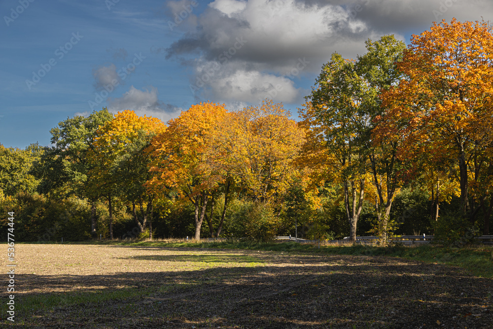 Deciduous trees with colourful autumn leaves at the roadside