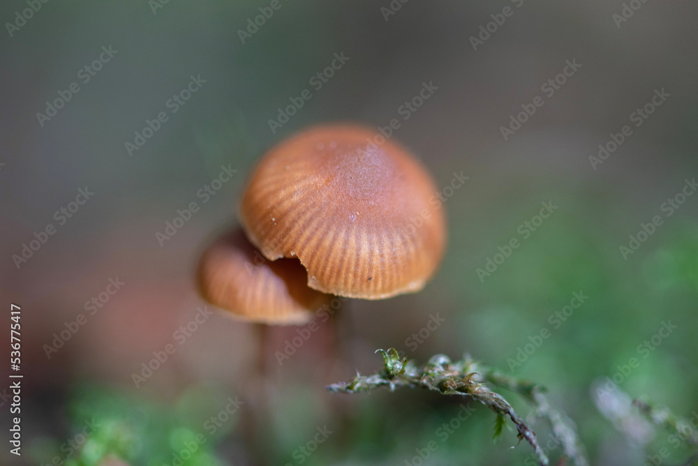 mushroom in the forest mushroom in the forest
