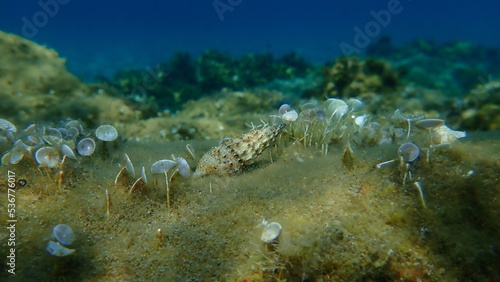 Seashell of common cerith or European cerith  Cerithium vulgatum  undersea  Aegean Sea  Greece  Halkidiki. House for hermit crab.