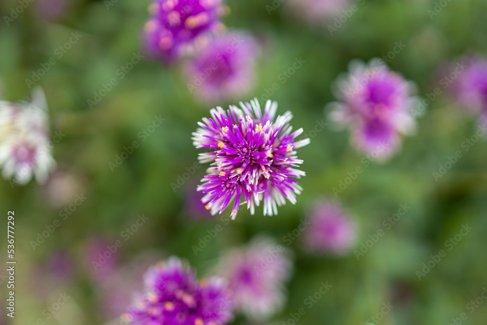 Close up,front view purple flowers in the garden on green leaf background. Purple flowers on green background, selective focus on purple flowers in front.Beautiful purple flowers. Close up,front view purple flowers in the garden on green leaf background. Purple flowers on green background, selective focus on purple flowers in front.Beautiful purple flowers.