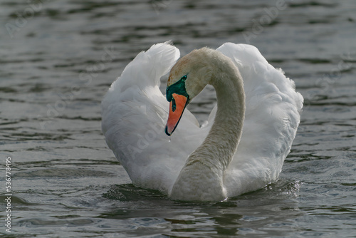 Beautiful Mute Swan (Cygnus olor) floating on water. Gelderland in the Netherlands.                                                 