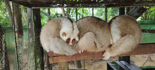 Three Bengal slow in a cage after rescue. Bengal slow loris or northern slow loris is a strepsirrhine primate and a species of slow loris native to the Indian subcontinent and Indochina.  photo
