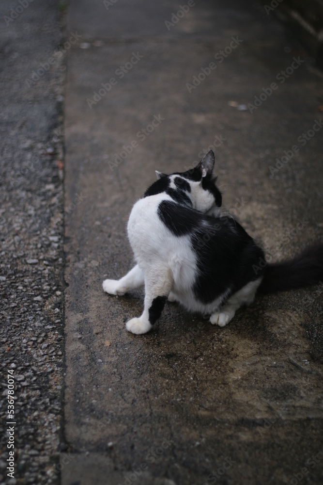 a black cat on the ground