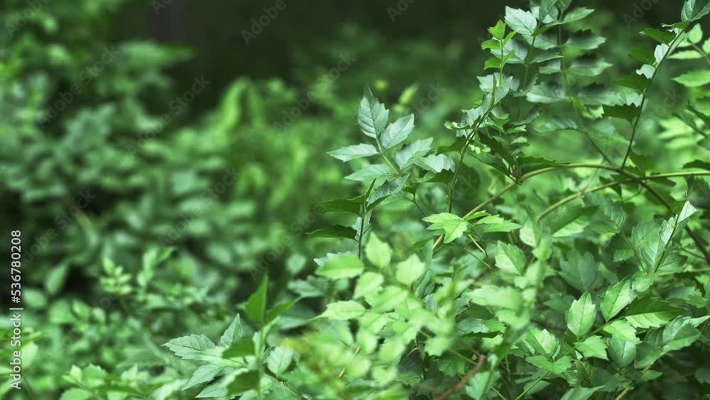 green plant in park green plant in park