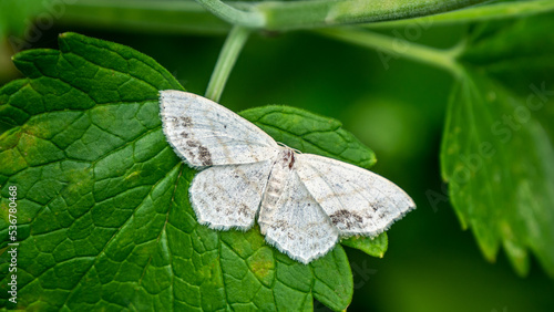 Close-up of a tiny white moth resting on the leaf of a catnip plant that is growing in a garden on a warm day in July with a blurred background.