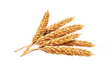 Wheat, illustration, isolated on white background
