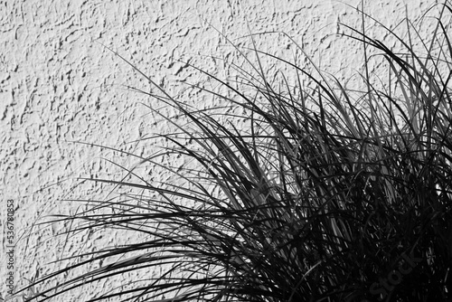 Silhouette of wild grass in a black and white monochrome