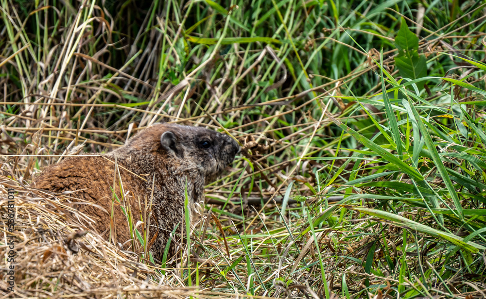 Close-up of a groundhog sitting in the tall grass on a warm summer day in July with a blurred background. Close-up of a groundhog sitting in the tall grass on a warm summer day in July with a blurred background.