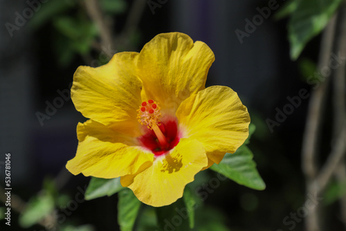 Hibiscus Moscheutos