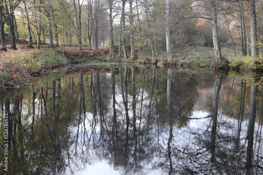 Obraz premium in the forest