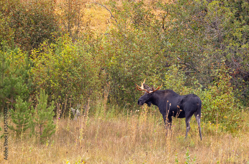 Bull Moose in Autumn in Wyoming © natureguy
