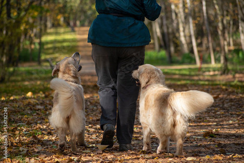 Woman walking in park with two labadors in autumns