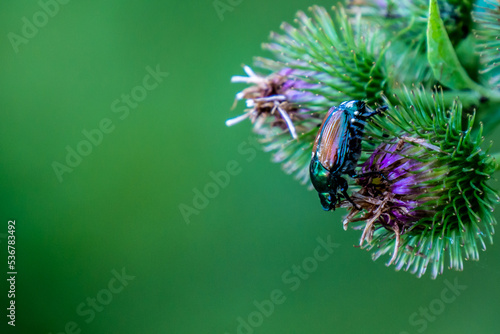 Close-up of an japanese beetle crawling on the purple flower of a lesser burdock plant that is growing by the edge of a forest on a warm summer day in August with a blurred green background. photo