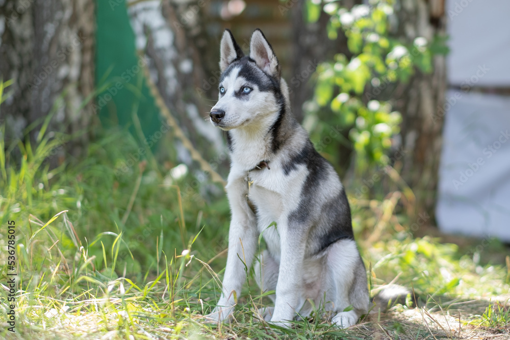 dog puppy husky, young husky dog. siberian husky sits in nature. pedigree dog dog puppy husky, young husky dog. siberian husky sits in nature. pedigree dog
