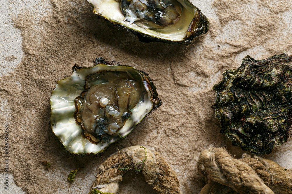 fresh oyster shell on sea shore sand fresh oyster shell on sea shore sand