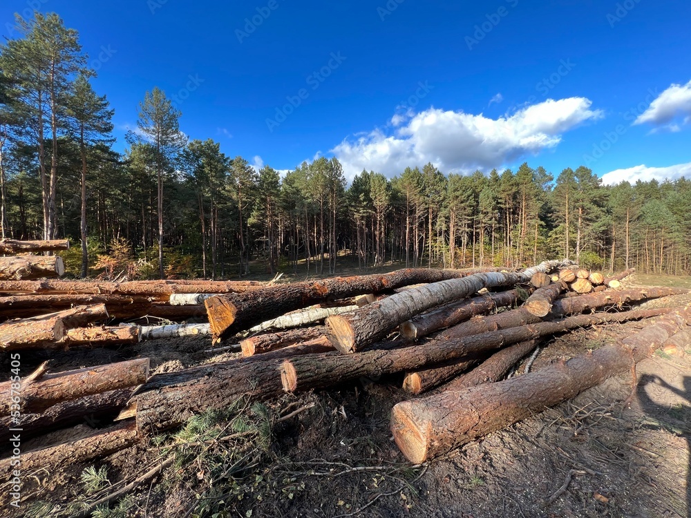 Wyrąb drzew ,wycinka lasu pod drogę , drzewo wycinane , drewno na opał , drzewo wycięte w lesie , wycinka pod autostradę , las wycinany , drzewa wyrąbane , Wyrąb drzew ,wycinka lasu pod drogę , drzewo wycinane , drewno na opał , drzewo wycięte w lesie , wycinka pod autostradę , las wycinany , drzewa wyrąbane ,