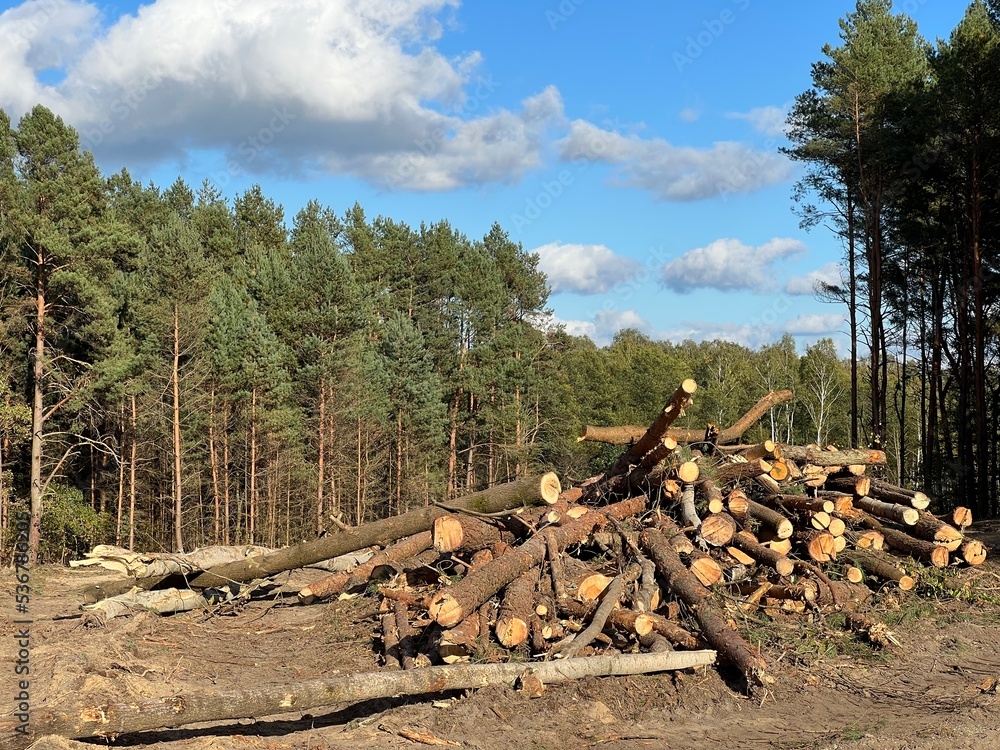 Wyrąb drzew ,wycinka lasu pod drogę , drzewo wycinane , drewno na opał , drzewo wycięte w lesie , wycinka pod autostradę , las wycinany , drzewa wyrąbane ,